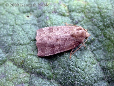 double kidney (Ipimorpha retusa) Kenneth Noble